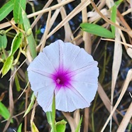 Ipomoea aquatica Liseron d'eau Convolvulaceae Sténonaturalisé ? 52.jpeg