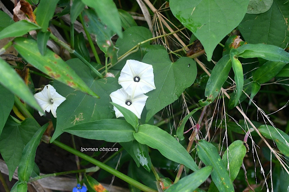 Ipomoea obscura  Convolvulaceae Amphinaturalisé 2664.jpeg