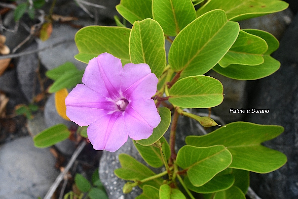 Ipomoea pes-caprae Patate a? Durand Convo lvulaceae Indigène La Réunion 2694.jpeg