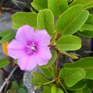 Ipomoea pes-caprae Patate a? Durand Convo lvulaceae Indigène La Réunion 2694.jpeg