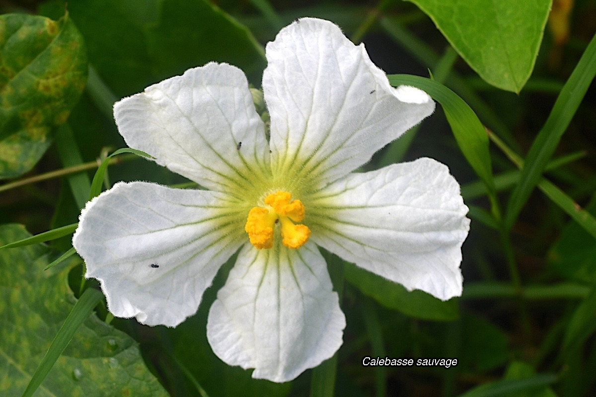 Lagenaria sphaerica Calebasse sauvage C ucurbitaceae Sténonaturalisé 2656.jpeg