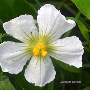 Lagenaria sphaerica Calebasse sauvage C ucurbitaceae Sténonaturalisé 2656.jpeg