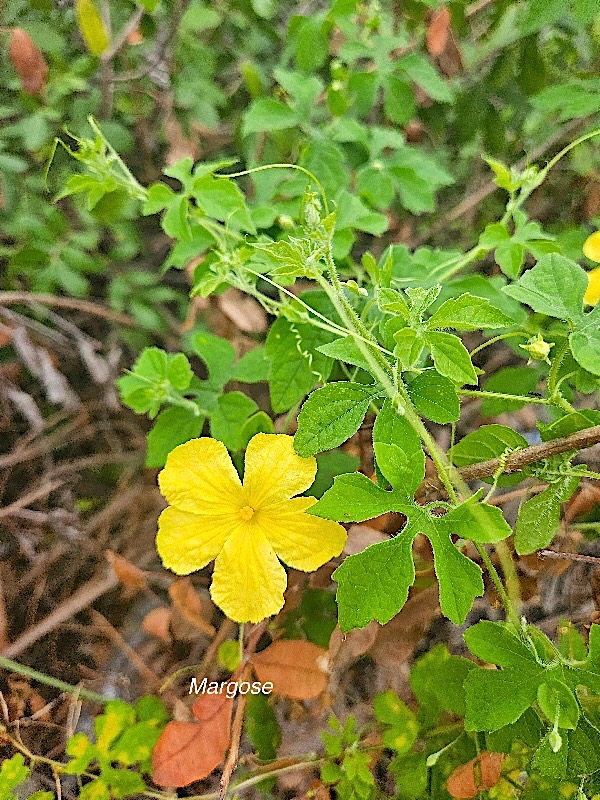 Momordica charantia Margose Cucur bitaceae Amphinaturalisé 16.jpeg