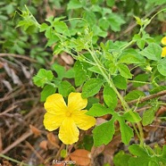 Momordica charantia Margose Cucur bitaceae Amphinaturalisé 16.jpeg