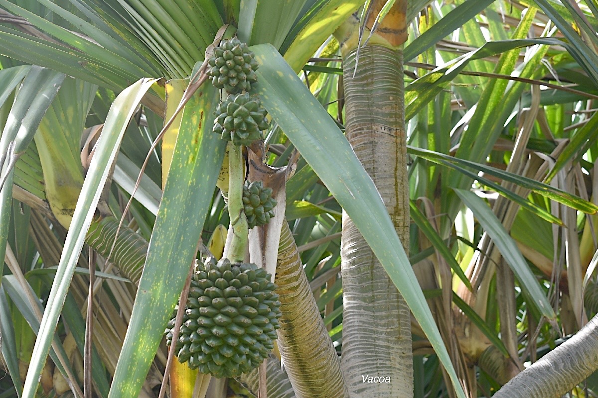 Pandanus utilis Vacoa Pandanaceae Cultivé 2733.jpeg