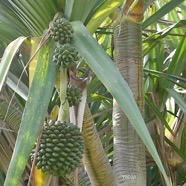 Pandanus utilis Vacoa Pandanaceae Cultivé 2733.jpeg