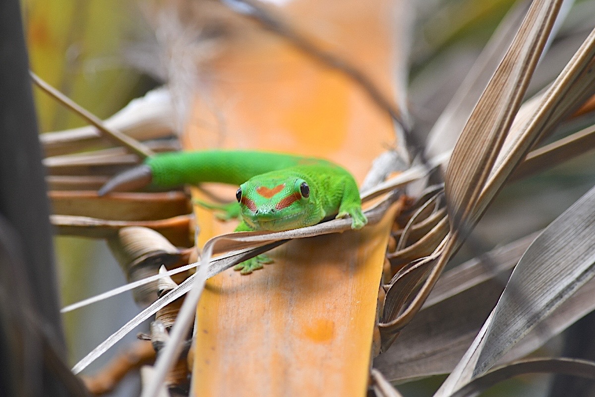 Phelsuma madagascariensis grandis Gecko ge ́ant de Madagascar Gekkonidae E E 2716.jpeg