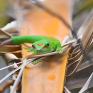 Phelsuma madagascariensis grandis Gecko ge ́ant de Madagascar Gekkonidae E E 2716.jpeg