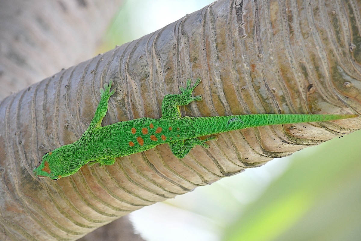 Phelsuma madagascariensis grandis Gecko ge ́ant de Madagascar Gekkonidae E E 2740.jpeg