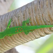 Phelsuma madagascariensis grandis Gecko ge ́ant de Madagascar Gekkonidae E E 2740.jpeg