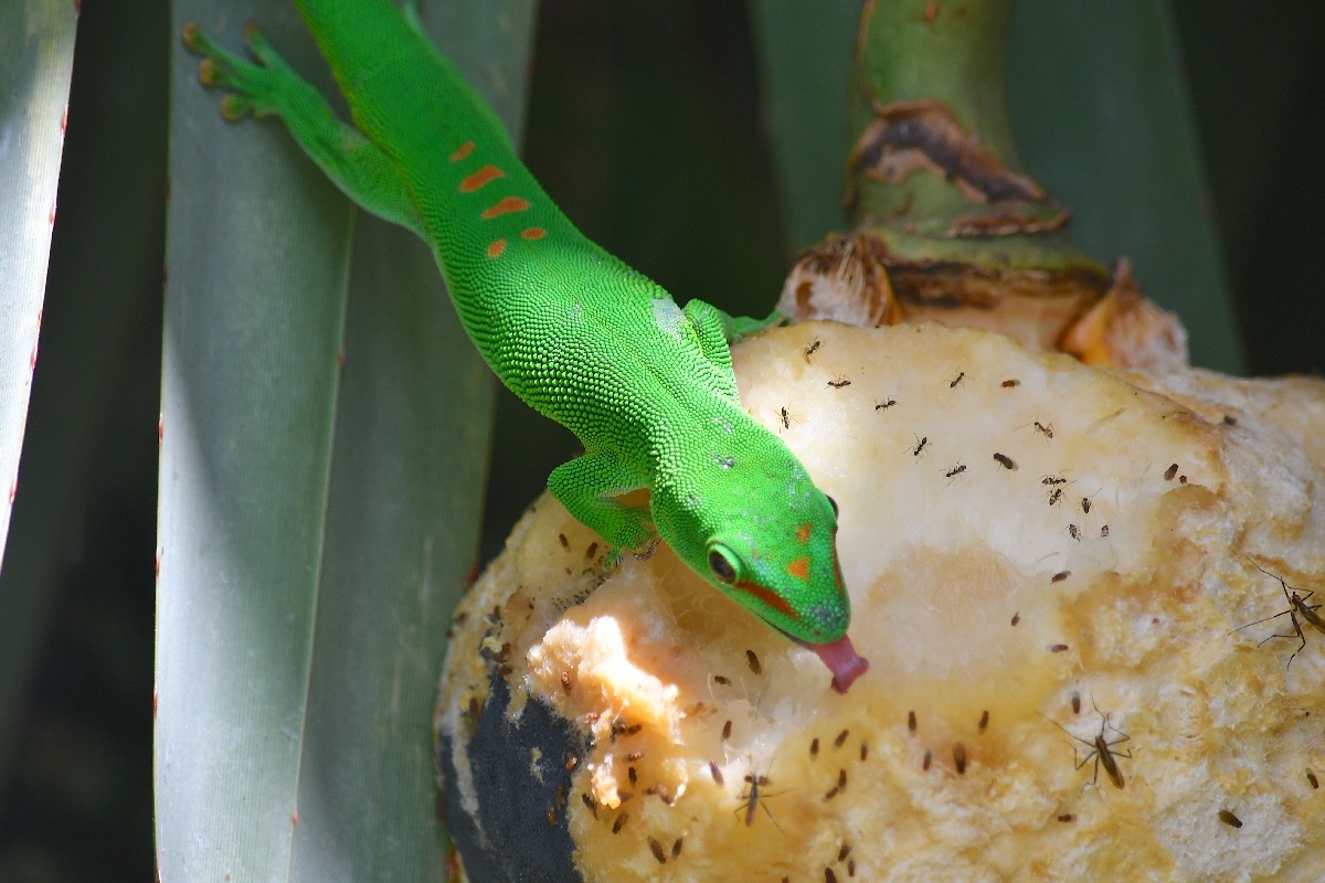 Phelsuma madagascariensis grandis Gecko ge ́ant de Madagascar Gekkonidae E E 2756.jpeg