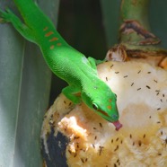 Phelsuma madagascariensis grandis Gecko ge ́ant de Madagascar Gekkonidae E E 2756.jpeg