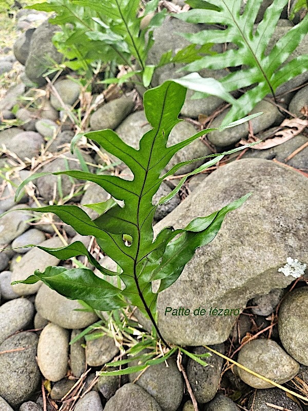 Phymatosorus scolopendria Patte de le?zard  Polypodiaceae Indigène La Réunion 17.jpeg