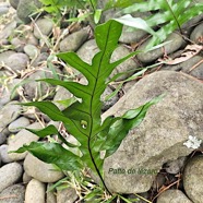 Phymatosorus scolopendria Patte de le?zard  Polypodiaceae Indigène La Réunion 17.jpeg