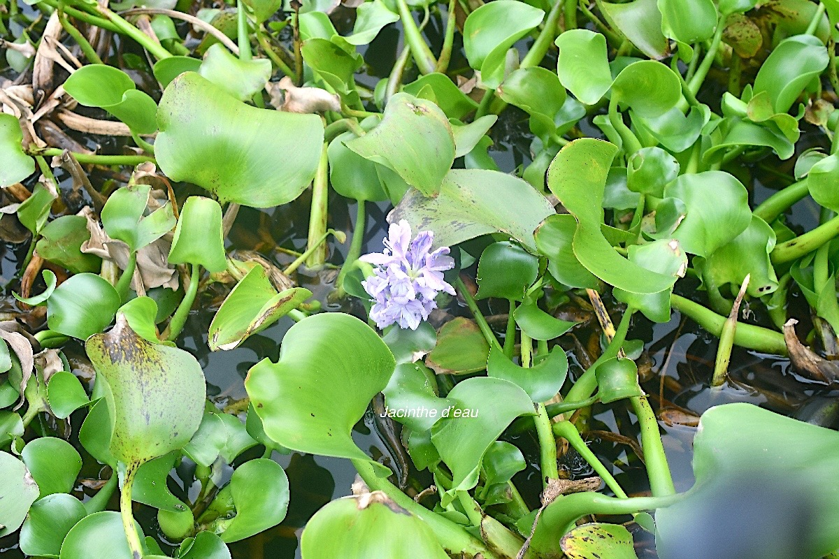 Pontederia crassipes Jacinthe d'eau Pontederiaceae E E 2693.jpeg