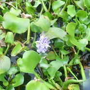 Pontederia crassipes Jacinthe d'eau Pontederiaceae E E 2693.jpeg