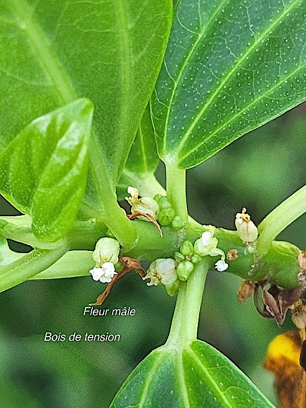 Pouzolzia laevigata Bois de tension Urticac eae Endémique La Réunion, Maurice 46.jpeg