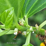 Pouzolzia laevigata Bois de tension Urticac eae Endémique La Réunion, Maurice 46.jpeg