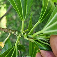 Pouzolzia laevigata Bois de tension Urticace ae Endémique La réunion, Maurice 2157.jpeg