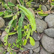 Selenicereus undatus Pitaya Cactaceae 59.jpeg