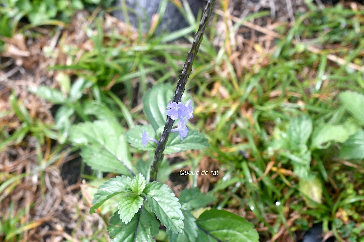 Stachytarpheta urticifolia Queue de rat Verbenaceae E E 2706.jpeg