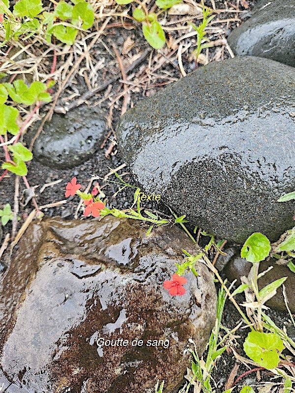 Striga asiatica Goutte de sang  Orobanchaceae Indigène ?57.jpeg