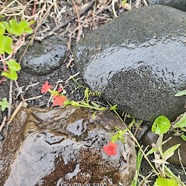 Striga asiatica Goutte de sang  Orobanchaceae Indigène ?57.jpeg