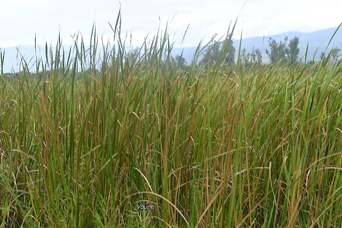 Typha domingensis Voune Typhacea e Indigène La Réunion 2681.jpeg