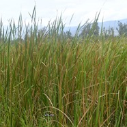 Typha domingensis Voune Typhacea e Indigène La Réunion 2681.jpeg