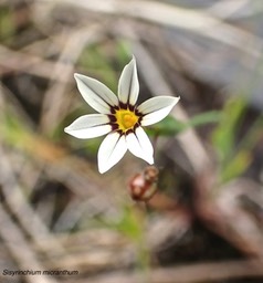 Sisyrinchium micranthum.sisyrinque à petites fleurs .iridaceae espèce envahissante.PA200035