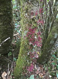 Syzygium cymosum .bois de pomme rouge (inflorescences en boutons sur le tronc de l'arbre.)myrtaceae.endémique réunion MauriceP1860072