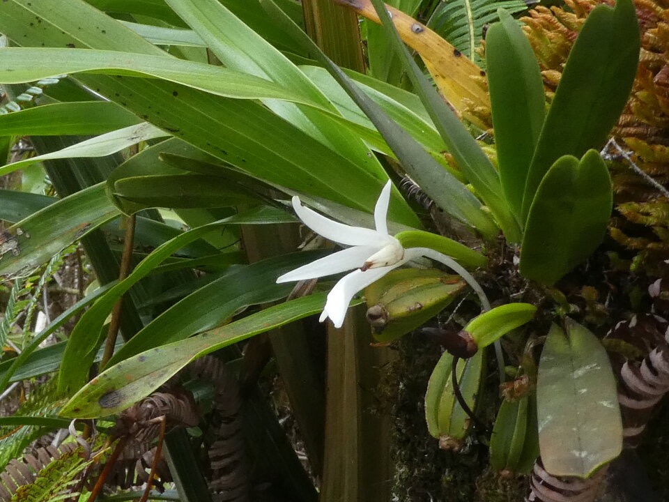 Angraecum_borbonicum_EPIDENDROIDEAE_Endemique_Reunion_P1050766.jpg