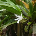 Angraecum_borbonicum_EPIDENDROIDEAE_Endemique_Reunion_P1050766.jpg