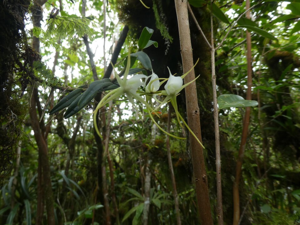 Angraecum_expansum_EPIDENDROIDEAE_Indigene_Reunion_P1050728.jpg