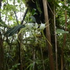 Angraecum_expansum_EPIDENDROIDEAE_Indigene_Reunion_P1050728.jpg