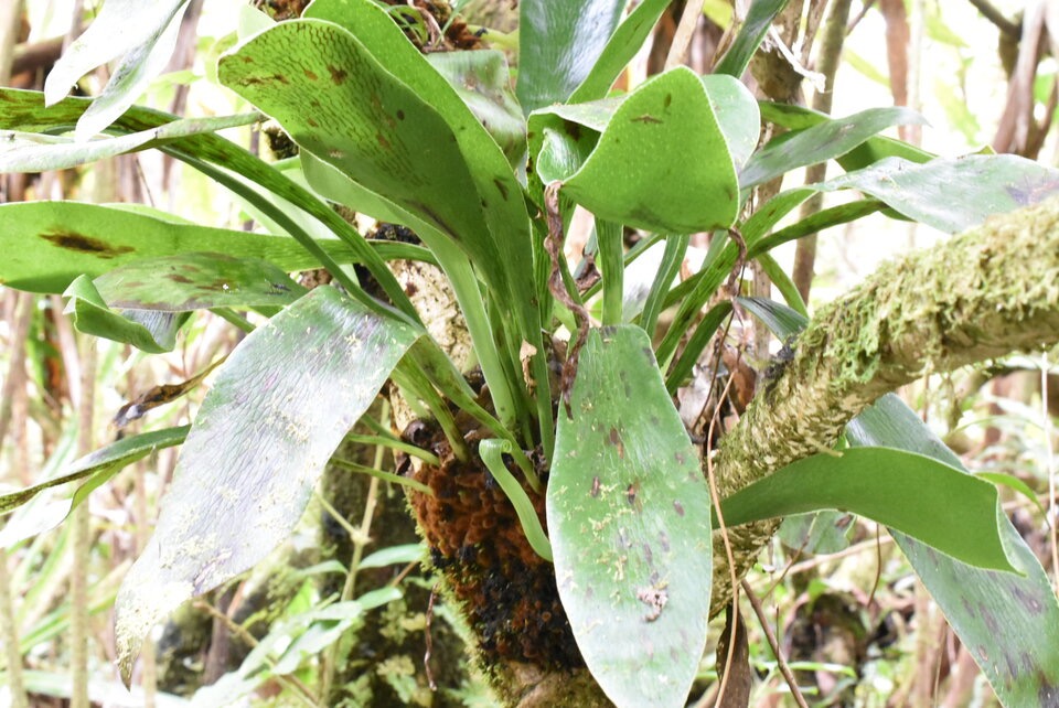 Antrophyum_boryanum_Langue_de_boeuf_PTERIDACEAE_Indigene_Reunion_MB3_0938.jpg