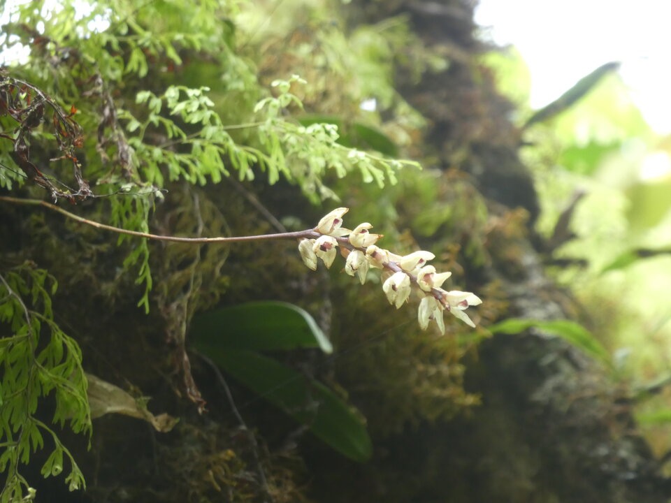 Bulbophyllum_mascarenense_EPIDENDROIDEAE_Indigene_Reunion_P1050722.jpg