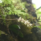 Bulbophyllum_mascarenense_EPIDENDROIDEAE_Indigene_Reunion_P1050722.jpg