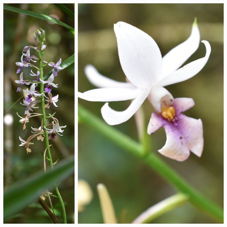 Calanthe_sylvatica_EPIDENDROIDEAE-Indigene_Reunion_20230111_203803.jpg