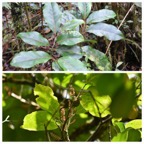 Casearia_coriacea_Bois_de_cabri_rouge_SALICACEAE_(en_haut)_Antidesma_ madagascariense_Bois_de_cabri_blanc_PHYLLANTHACEAE_(en_bas)__20230111_202603.jpg