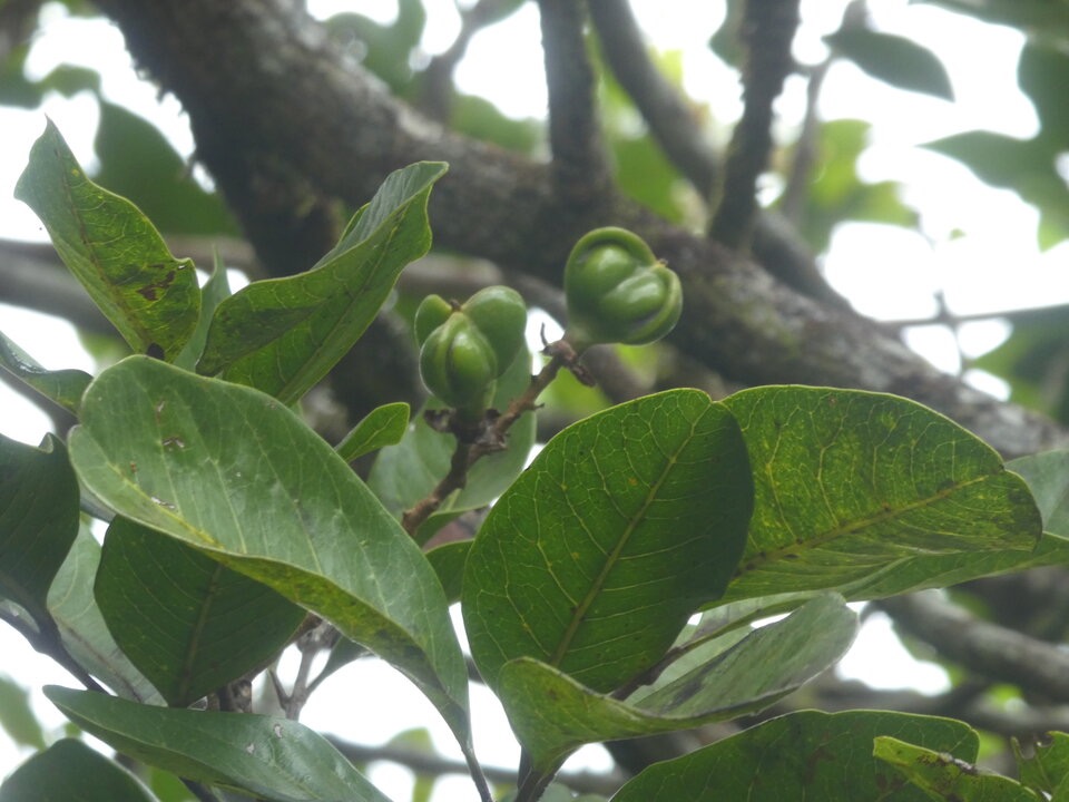 Molinea_alternifolia_Gros_fruits_Tan_Georges_SAPINDACEAE_Endemique_Reunion_Maurice_P1050753.jpg