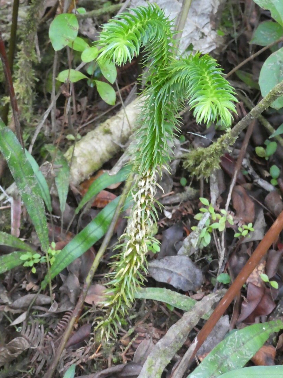 Phlegmariurus_selago(?)_LYCOPODIACEAE_Indigène_Réunion_P1050768.jpg