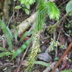 Phlegmariurus_selago(?)_LYCOPODIACEAE_Indigène_Réunion_P1050768.jpg