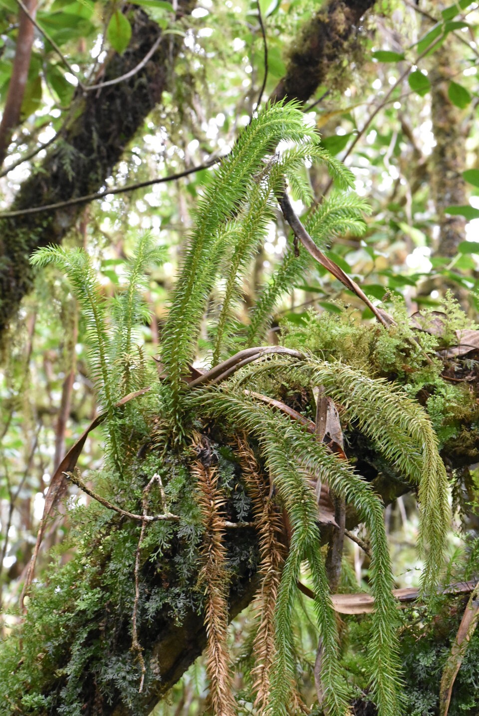 Phlegmariurus_squarrosus_LYCOPODIACEAE_Indigène_Réunion_MB3_0890.jpg