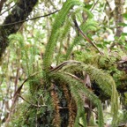 Phlegmariurus_squarrosus_LYCOPODIACEAE_Indigène_Réunion_MB3_0890.jpg