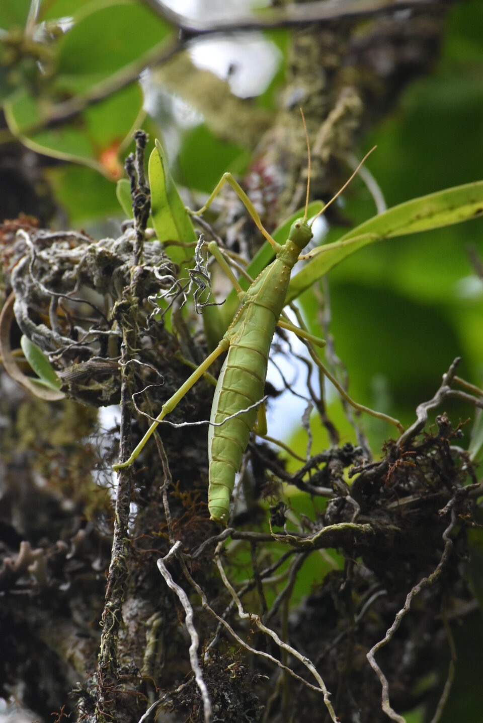 Rhaphiderus_spiniger_Chipeque_baton_femelle_PHASMATIDAE_Endemique_Reunion_MB3_0896.jpg