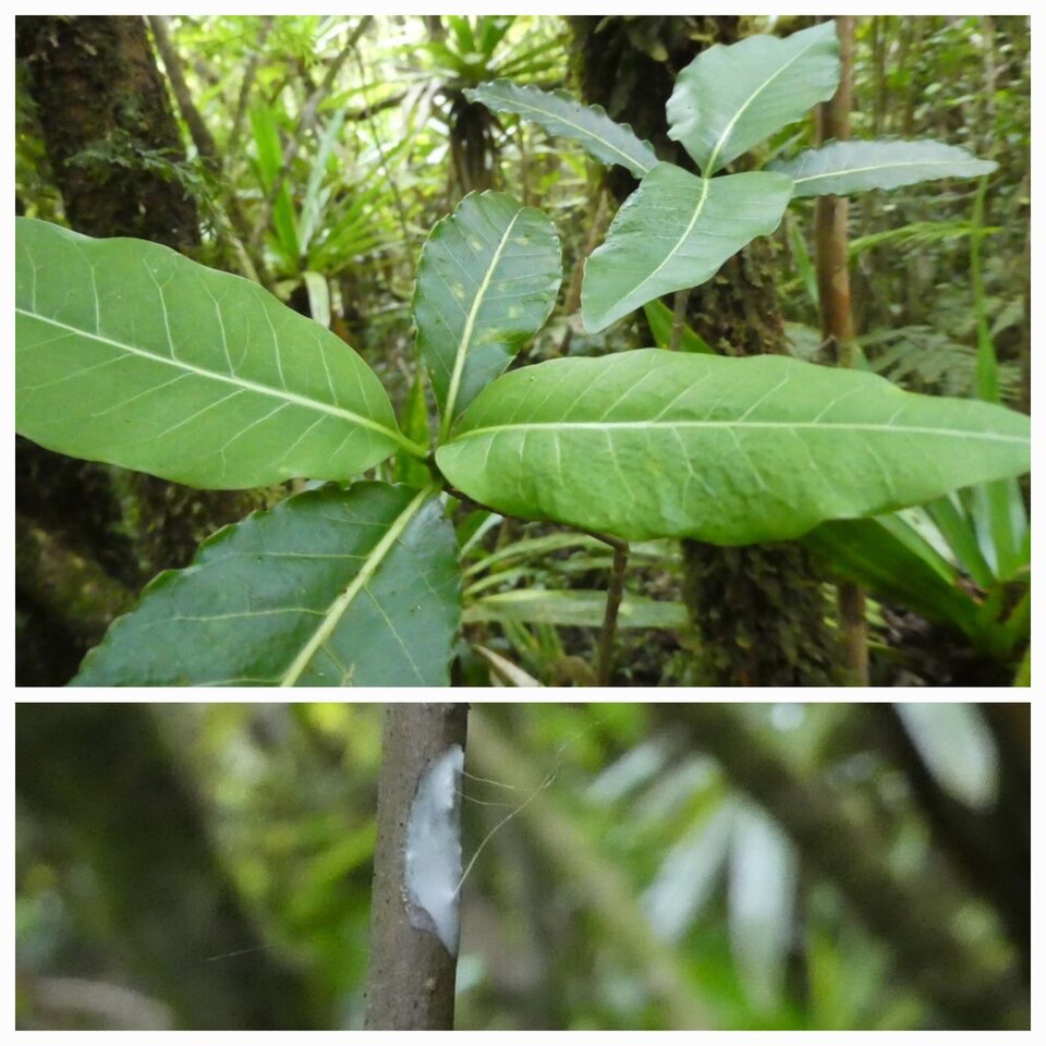 Tabernaemontana_mauritiana_Bois_de_lait_APOCYNACEAE_Endemique_Reunion_Maurice_20230111_202710.jpg