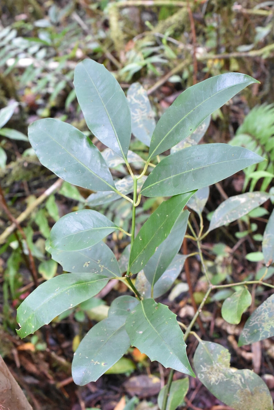 Tambourissa_elliptica_Jeune_Bois_de_tambour_MONIMIACEAE_Endemique_Reunion_MB3_0909.jpg