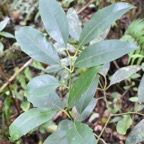 Tambourissa_elliptica_Jeune_Bois_de_tambour_MONIMIACEAE_Endemique_Reunion_MB3_0909.jpg