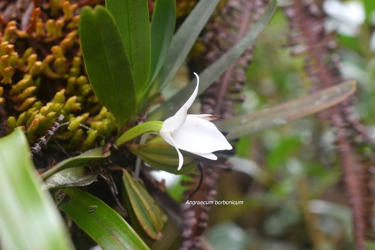 Angraecum borbonicum Orchidaceae Endémique La Réunion 6910.jpeg